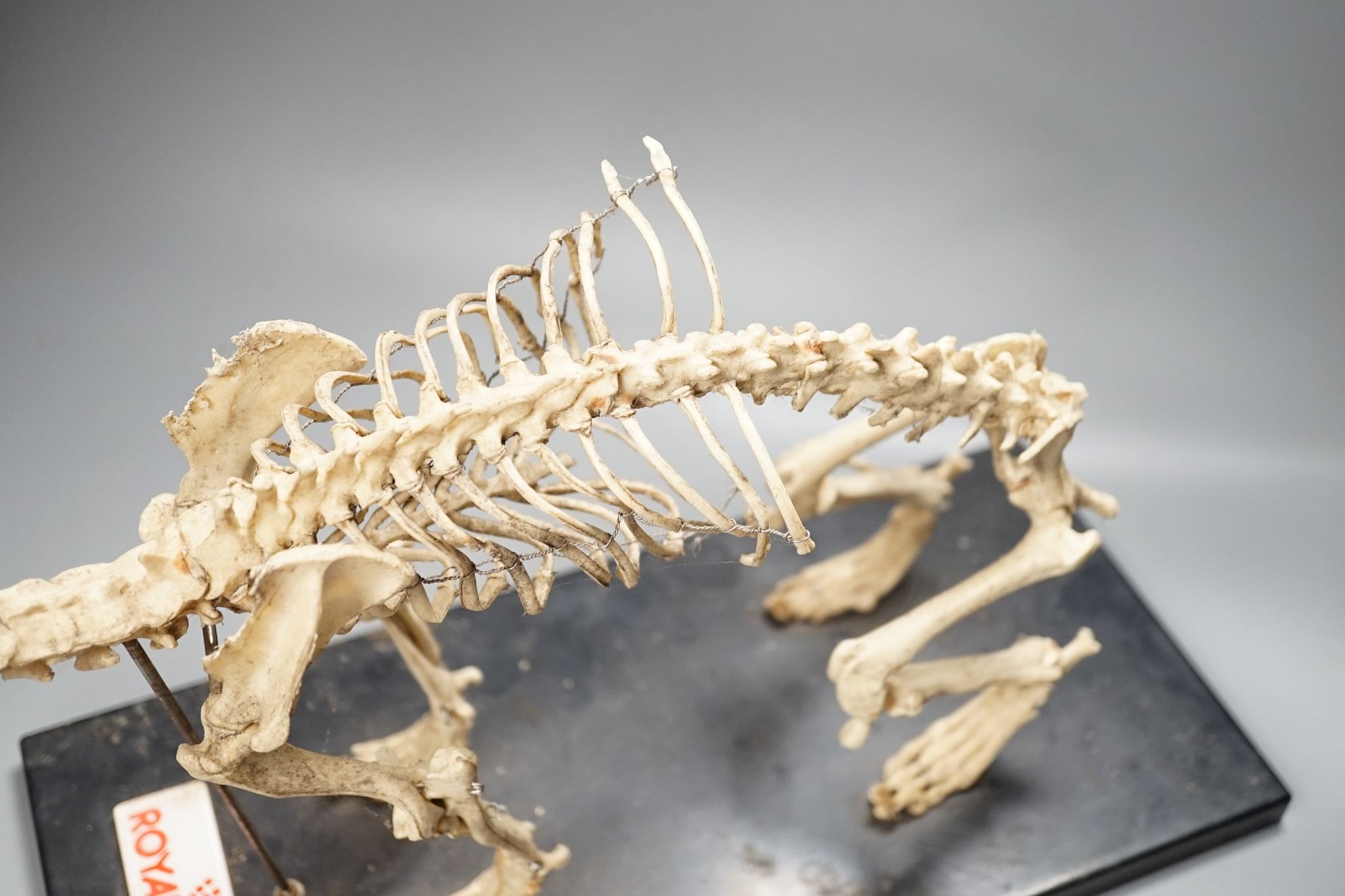 A veterinary skeleton dog demonstration display model, 50 cms wide.